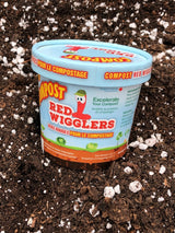Compost Red Wiggler Live Composting Worms, 50 Count image 2