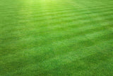 Golfgreen Nitrogrow+ Premium Nitrogen Enriched Sun and Shade Grass Seed with Fertilizer, 14-0-0, 1.2kg image 5