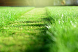 Golfgreen Nitrogrow+ Premium Nitrogen Enriched Sun and Shade Grass Seed with Fertilizer, 14-0-0, 1.2kg image 6
