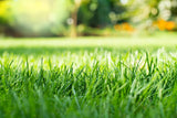 Golfgreen Nitrogrow+ Premium Nitrogen Enriched Sun and Shade Grass Seed with Fertilizer, 14-0-0, 1.2kg image 7