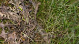 Scotts Weed B Gon MAX Ready-to-Use Weed Control/Killer, Herbicide for Lawns, 1-L image 3