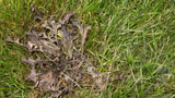 Scotts Weed B Gon MAX Weed Control Concentrate for Lawns, 1-L image 8