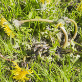 Wilson Lawn WeedOUT Spray, 1-L image 4