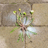 Wilson Wipe Out Ready-to-Use Total Weed & Grass Killer, Herbicide Sprayer, 1-L image 7